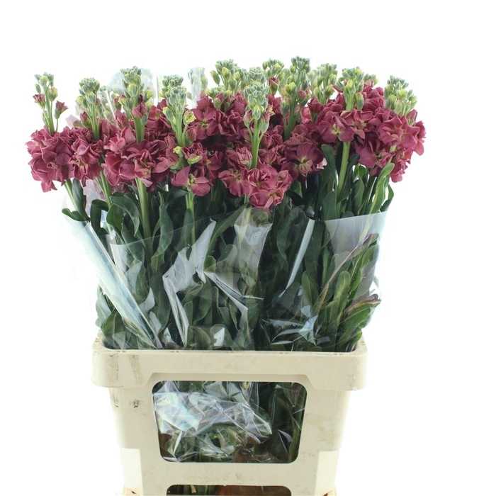 <h4>Matth Incana Iron Antique Rose</h4>