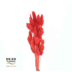 Dried Bleached Phalaris Red