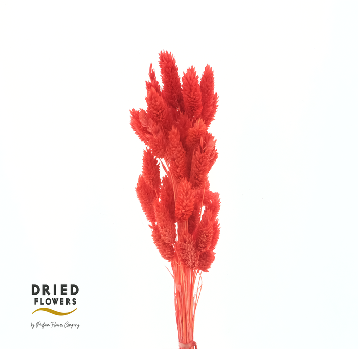 <h4>Dried Bleached Phalaris Red</h4>