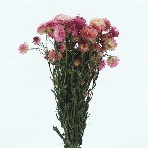 Dried Helichrysum Pink