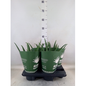 Aloe  'Equator'
