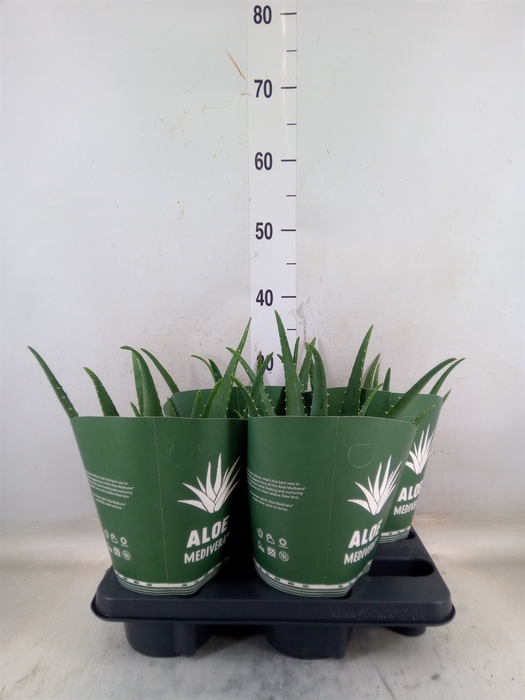 <h4>Aloe  'Equator'</h4>
