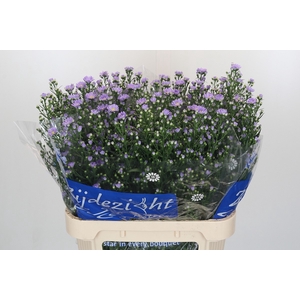 Aster Cassandra