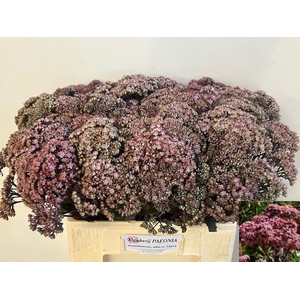 SEDUM MATRONA