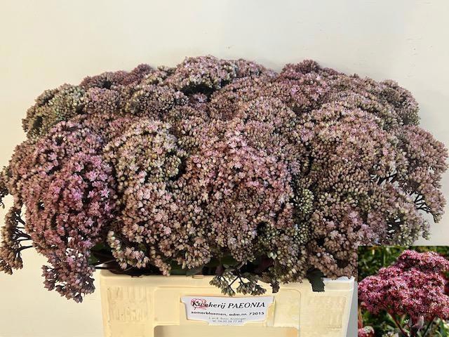 <h4>SEDUM MATRONA</h4>
