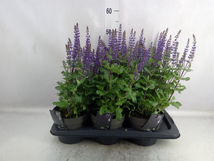 <h4>Salvia nemorosa 'Midnight Purple'</h4>