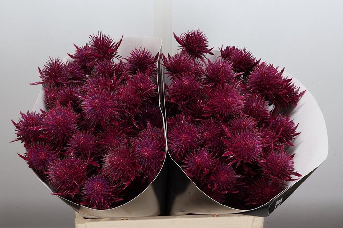 Snijgroen Eryn A Ov Klb H