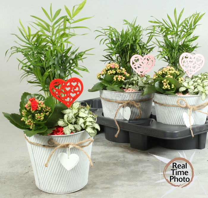 <h4>ARR KAMERPL</h4>