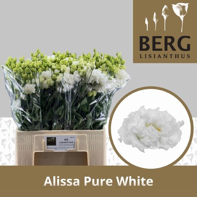 <h4>EUS G ALISSA PUR WHI</h4>