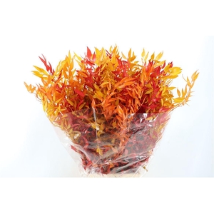 Pres Ruscus Herfst P Bunch