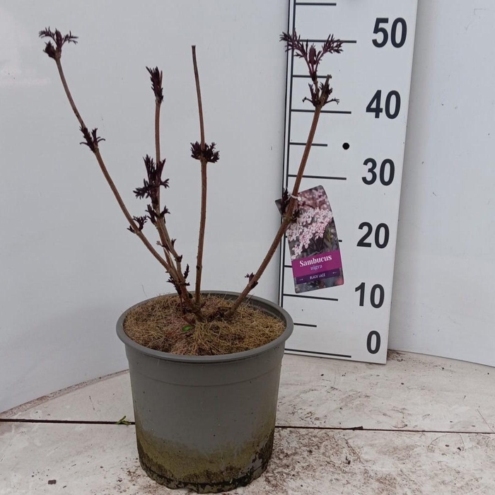 <h4>SAMB NI BLACK LACE</h4>