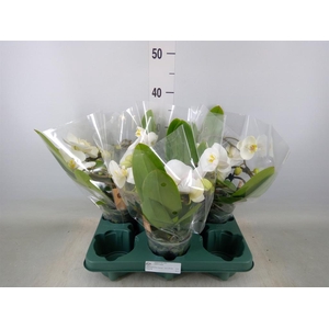 Phalaenopsis  'Muse White'
