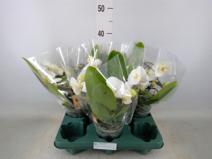 <h4>Phalaenopsis  'Muse White'</h4>