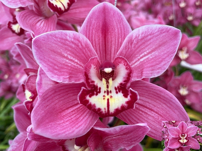 <h4>CYMB T BRILLIANCE</h4>