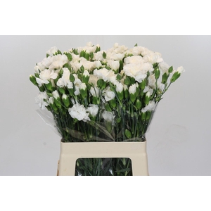 Dianthus spray Ramaya