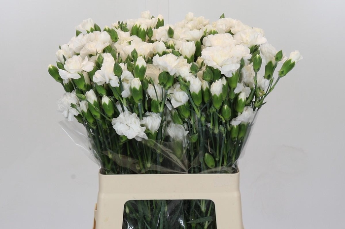 <h4>Dianthus spray Ramaya</h4>