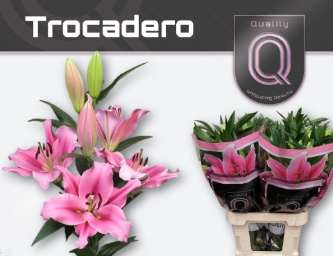 <h4>LI OT TROCADERO 4+</h4>