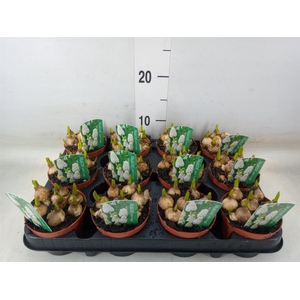 Muscari  'Magic White'