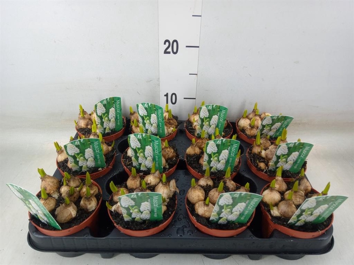 <h4>Muscari  'Magic White'</h4>