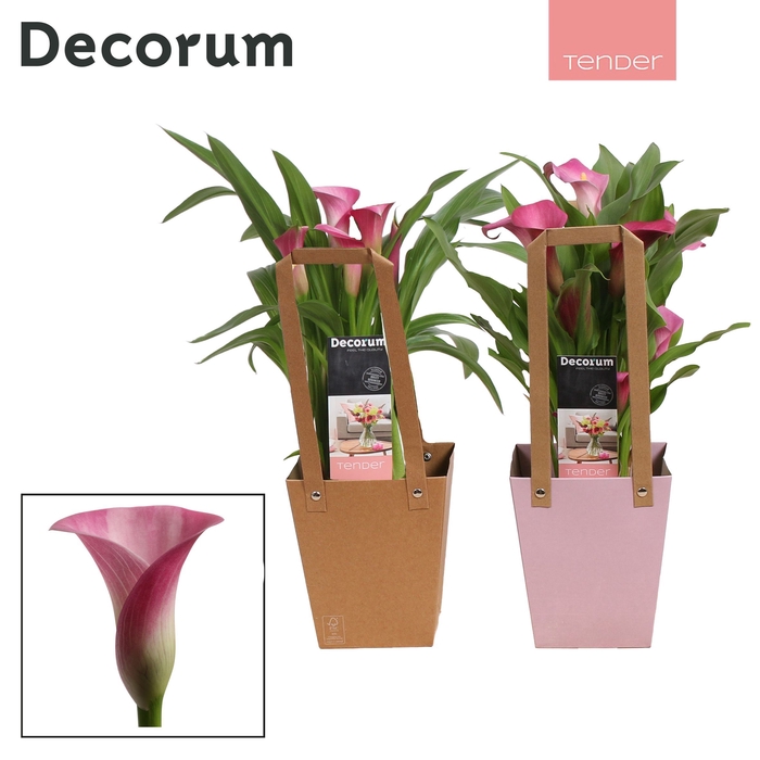 <h4>Zantedeschia Roze in Giftbag LOVE (Decorum)</h4>