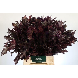 Quercus Palustris L50 Klbh. aubergine