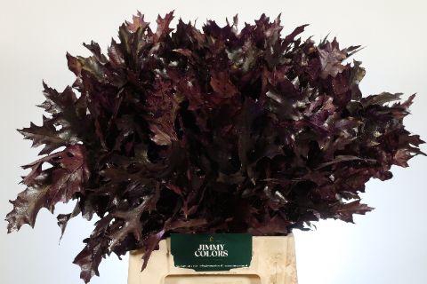 <h4>Quercus Palustris L50 Klbh. aubergine</h4>