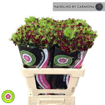 <h4>Di Barb Bordeaux Queen Bre</h4>