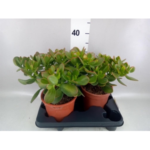 Crassula ovata 'Sunset'