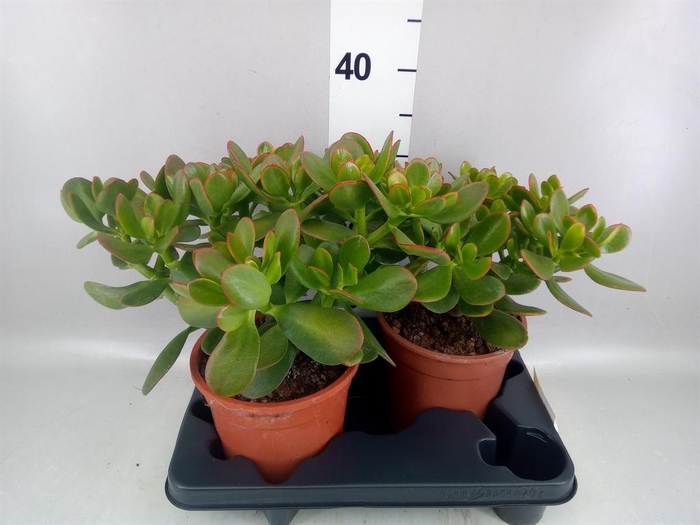 <h4>Crassula ovata 'Sunset'</h4>