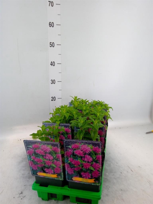 <h4>Monarda didyma</h4>