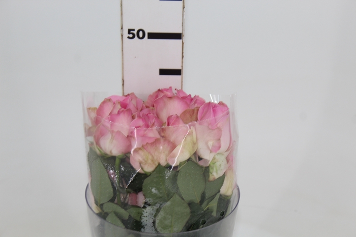 <h4>ROSA SORBET AVALANCHE 040 CM ESTUFA</h4>