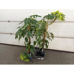 EPIPR CIN GOLDFINGER