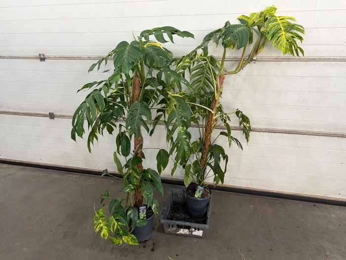 <h4>EPIPR CIN GOLDFINGER</h4>