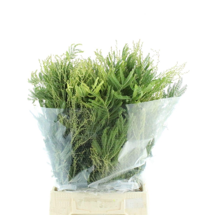 <h4>ACACIA BL CL LUNE BS</h4>