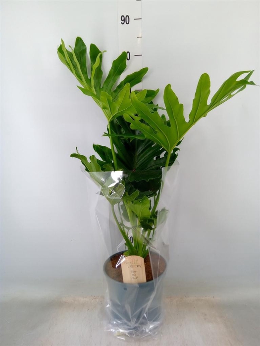 <h4>Philodendron bipinn. 'Little Hope'</h4>