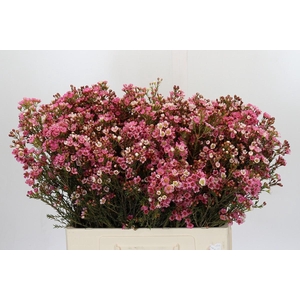 Chamelaucium Sarah's Delight