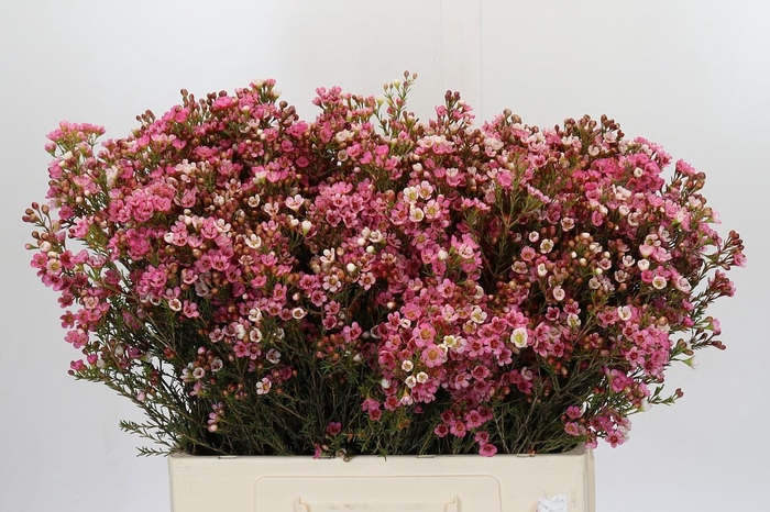 Chamelaucium Sarah's Delight