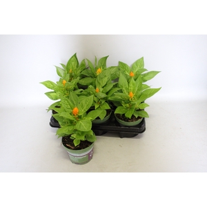 Celosia Orange