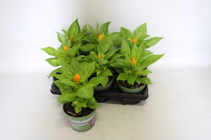 <h4>Celosia Orange</h4>