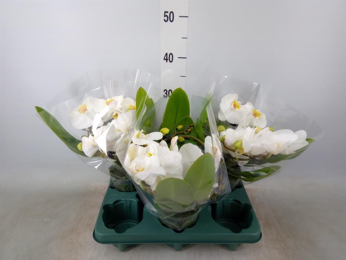 <h4>Phalaenopsis  'Muse White'</h4>