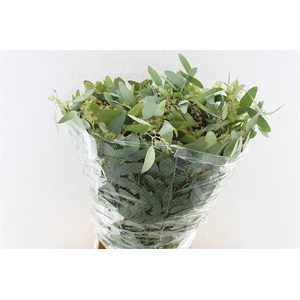 Euca Populus Young Berry 300 Gram