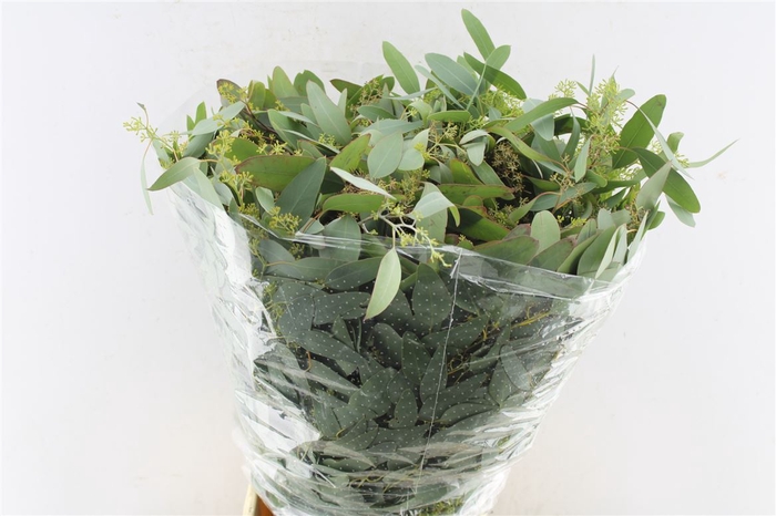 <h4>Euca Populus Young Berry 300 Gram</h4>