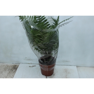 ASPLENIUM PARVATI P17