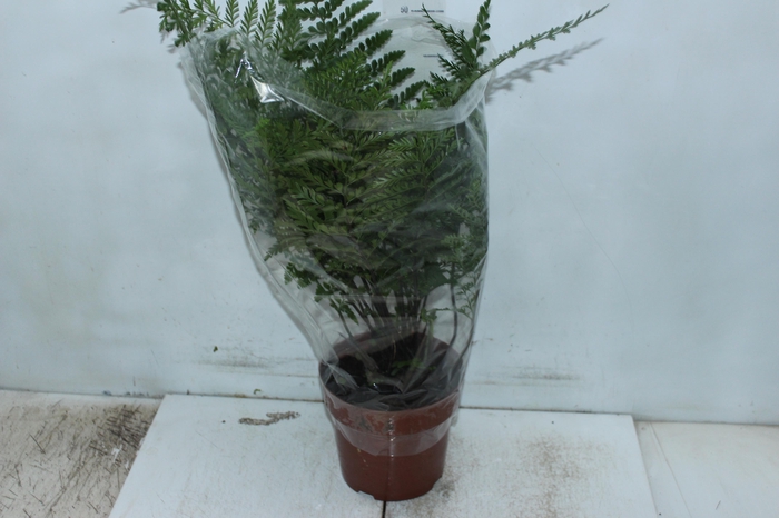 <h4>ASPLENIUM PARVATI P17</h4>