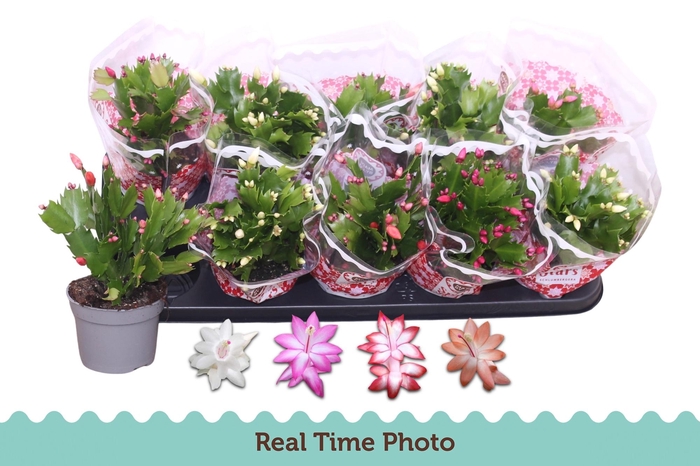 <h4>SCHLUMB GEM 4 KL</h4>