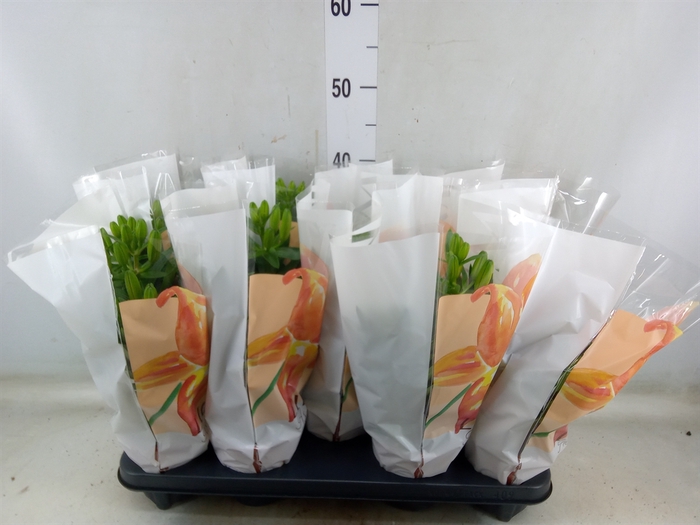 <h4>Lilium asia.   ...mix</h4>