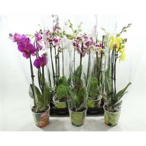 Phalaenopsis 2/3 Gem