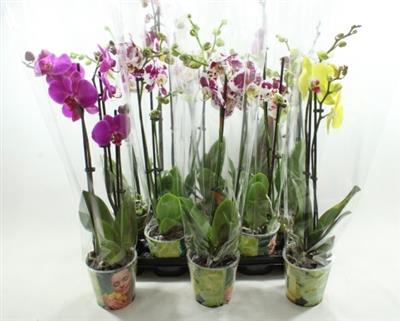 <h4>Phalaenopsis 2/3 Gem</h4>