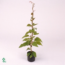 Actinidia Kiwi-huwelijk Bio P19