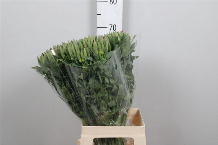 <h4>Clarkia Am Gr Red</h4>